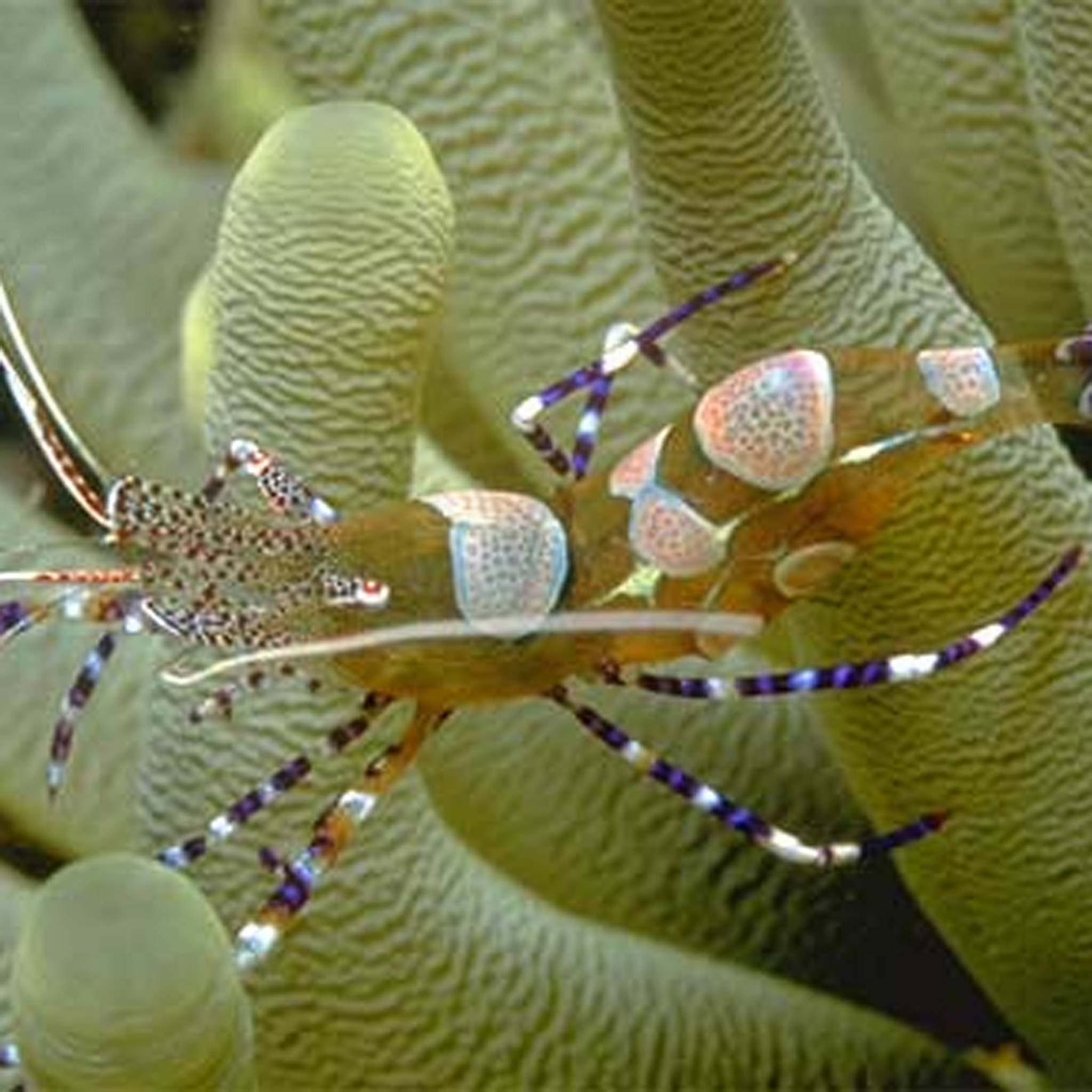 Misc Inverts – Barrier Reef Aquariums