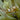 Misc Inverts