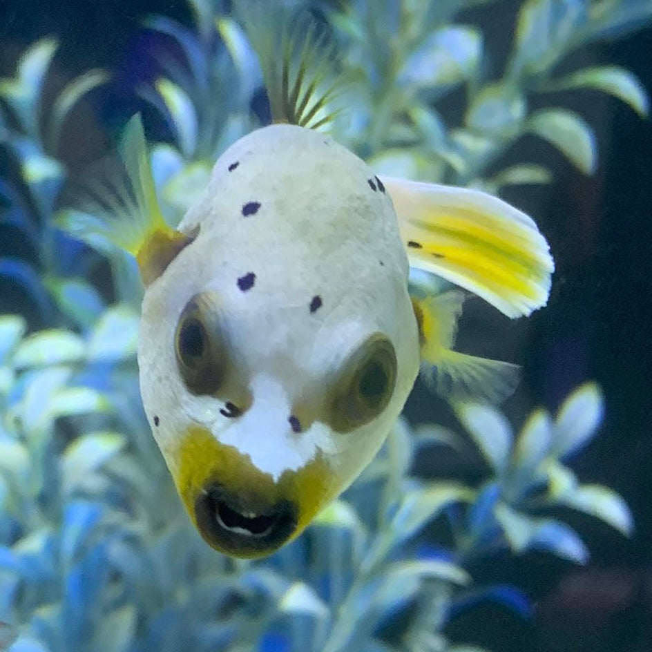 Dog Face Puffer – Barrier Reef Aquariums