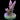 Cherry Corals Voodoo Majick | Farmed by ACI