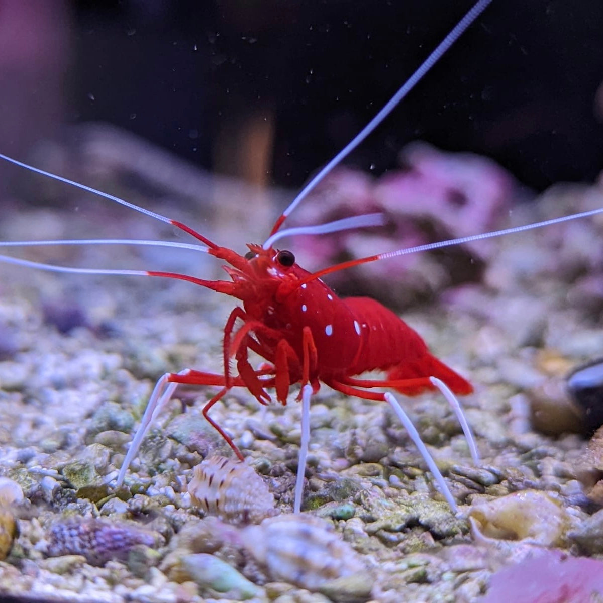 Fire Shrimp