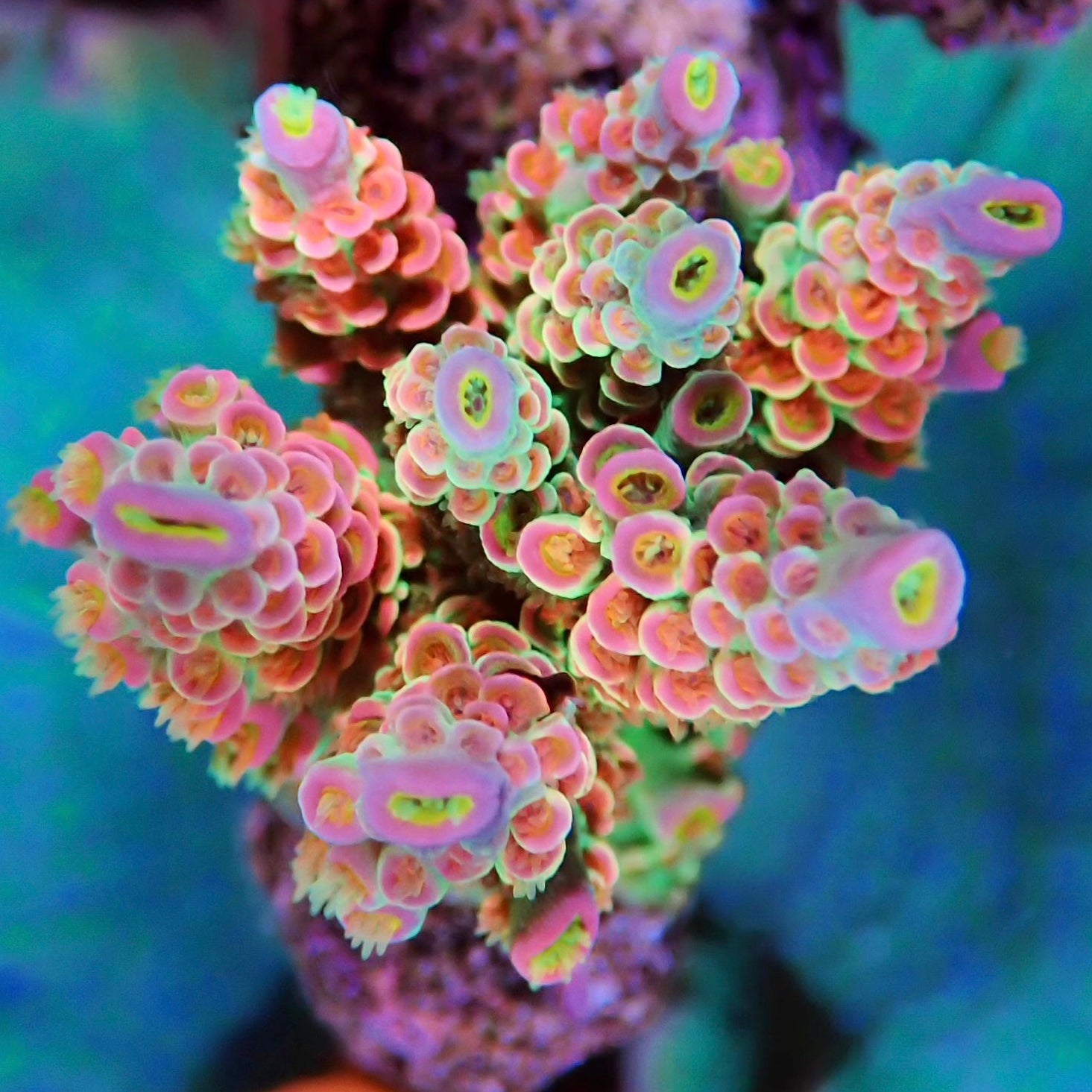 SPS Coral – Page – Barrier Reef Aquariums