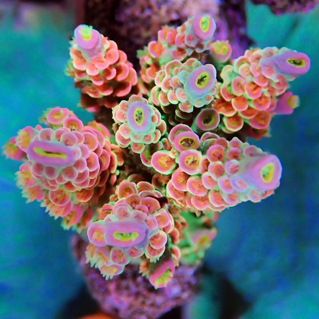 Collections – Barrier Reef Aquariums