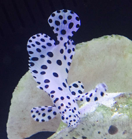 Groupers