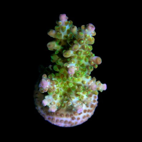 ORA Hard Coral