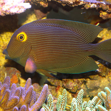 Tangs & Surgeons – Page – Barrier Reef Aquariums