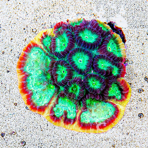 Eye Catching Coral | Farmed Frags