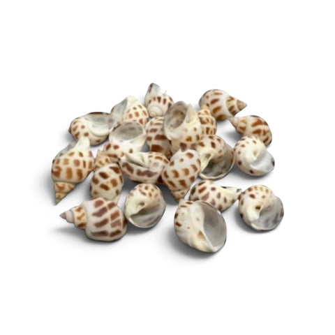 Shells & Decorations