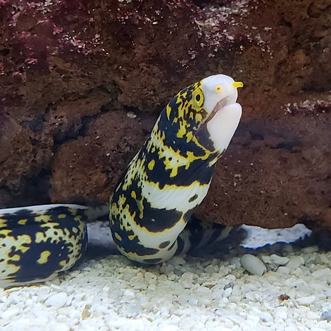 Eels