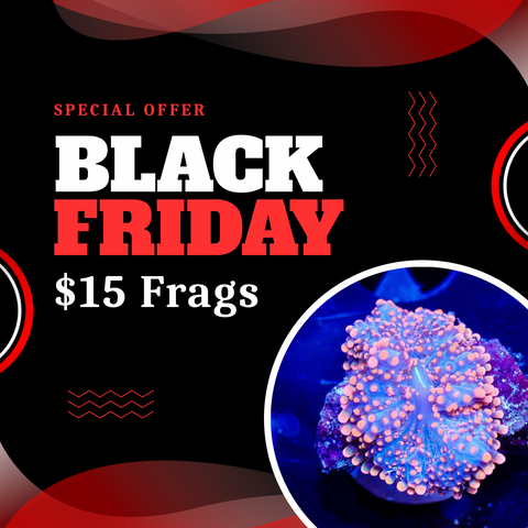 $15 Frags WYSIWYG | Black Friday Special