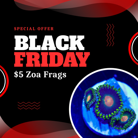 $5 Zoanthid Frags WYSIWYG | Black Friday Special