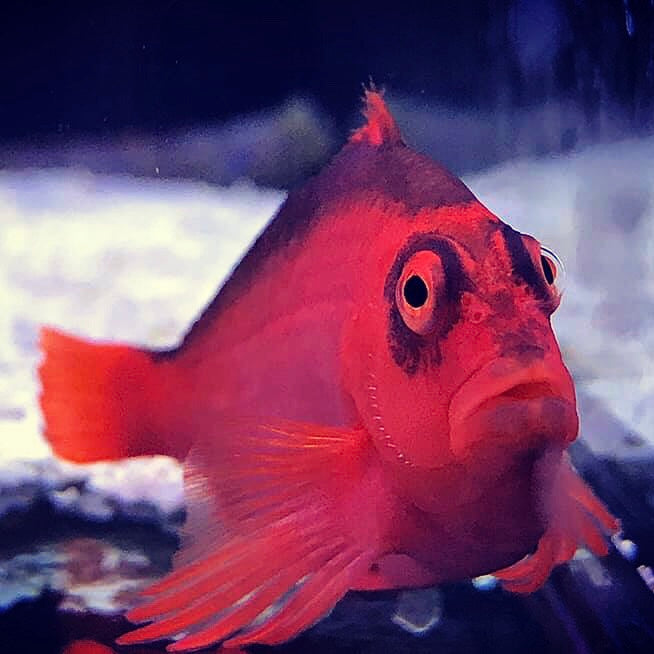 Hawkfish – Barrier Reef Aquariums
