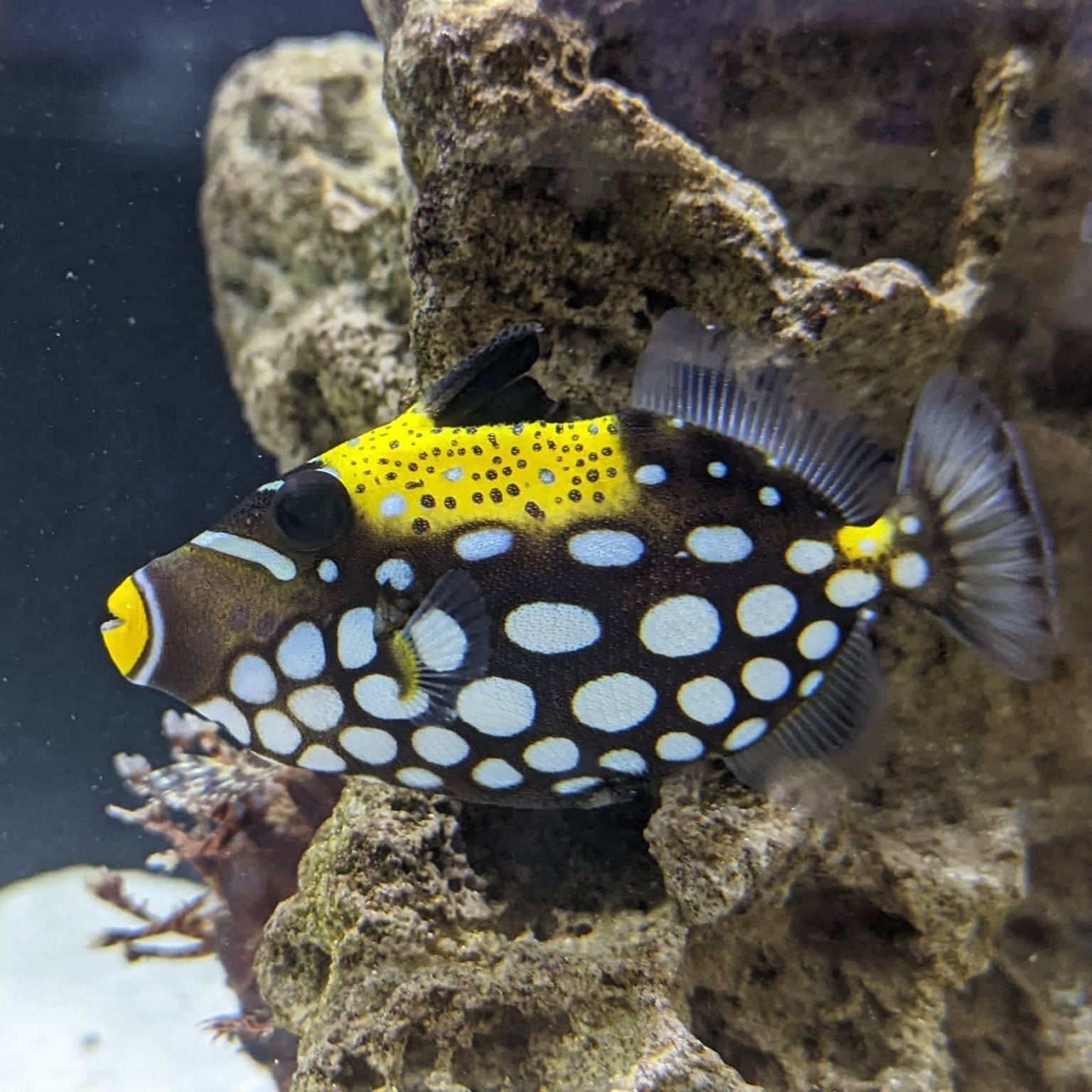 Triggerfish – Barrier Reef Aquariums