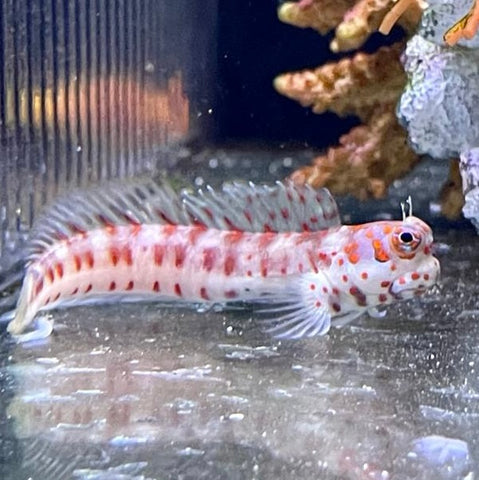 Bleiger Fish Wild Fish – Barrier Reef Aquariums