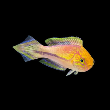 Wrasses - 