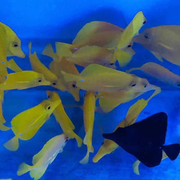 Sw Fish SW Fish WYSIWYG – Barrier Reef Aquariums