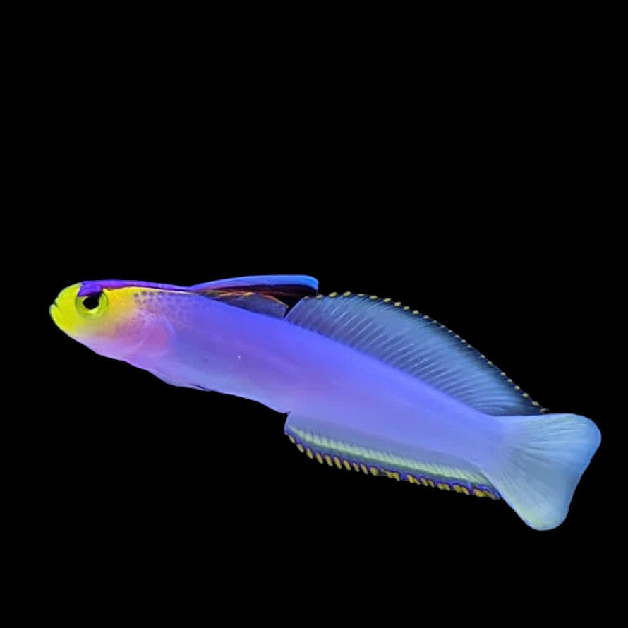 Dartfish – Barrier Reef Aquariums