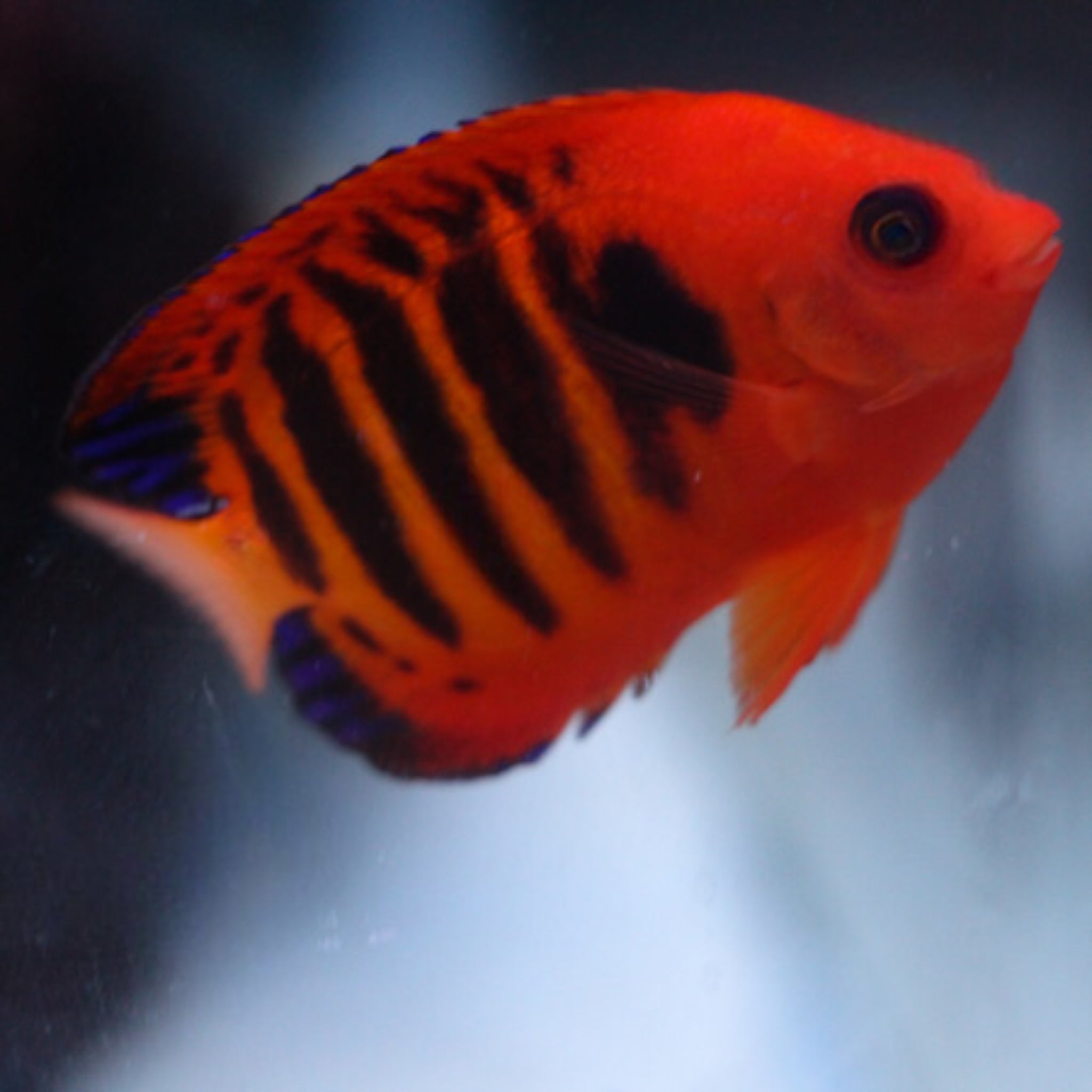 Dwarf Angelfish – Barrier Reef Aquariums