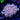 WYSIWYG - Pulsing Xenia #2 | Value Sized