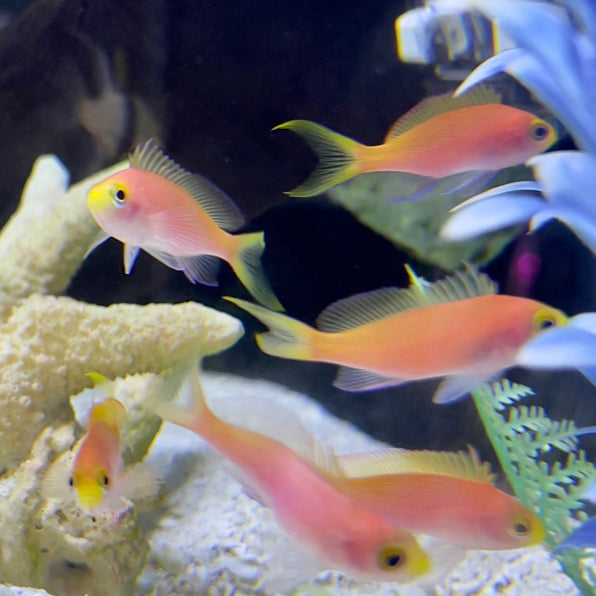 Anthias Fish – Barrier Reef Aquariums