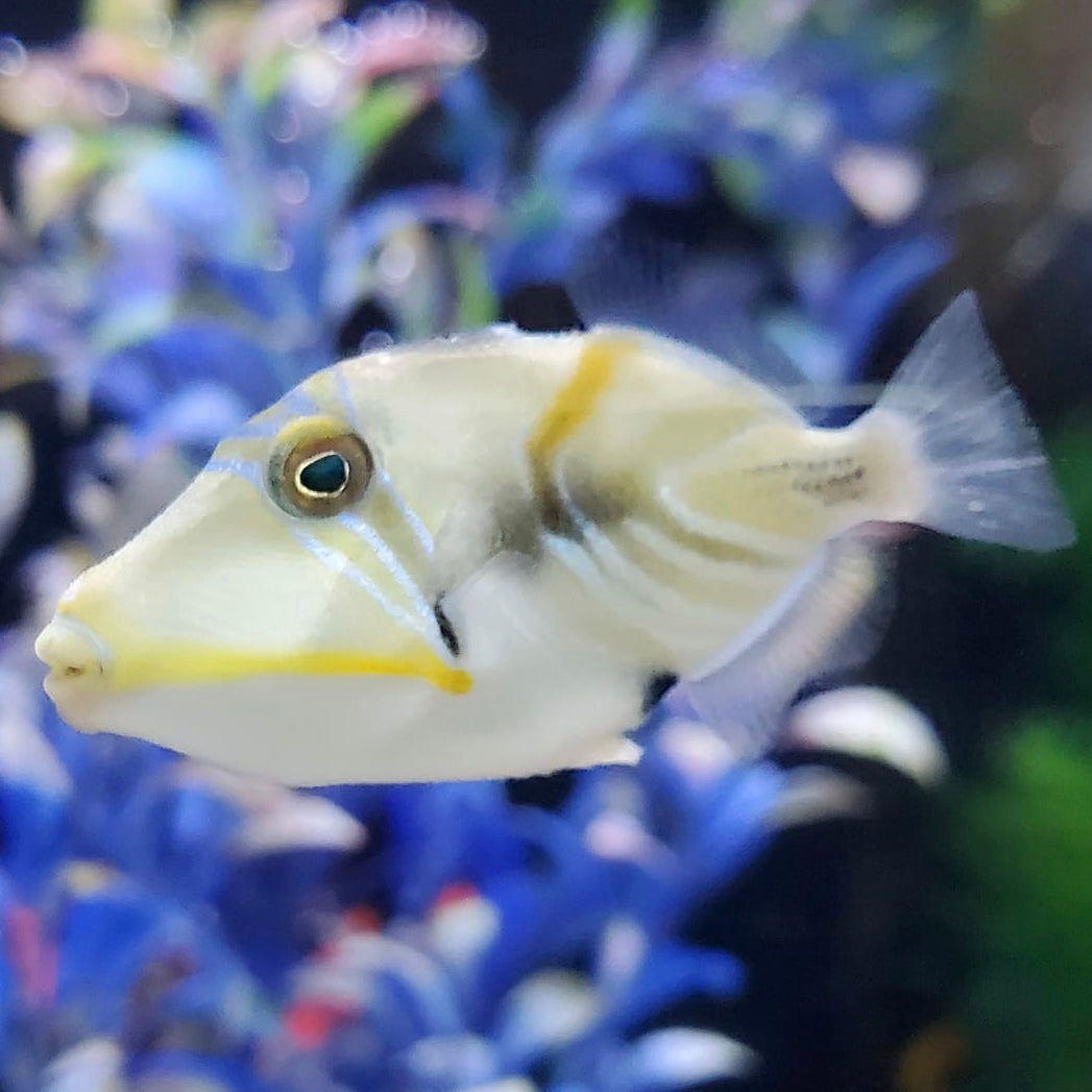 Humu Picasso Trigger Sm/Md – Barrier Reef Aquariums