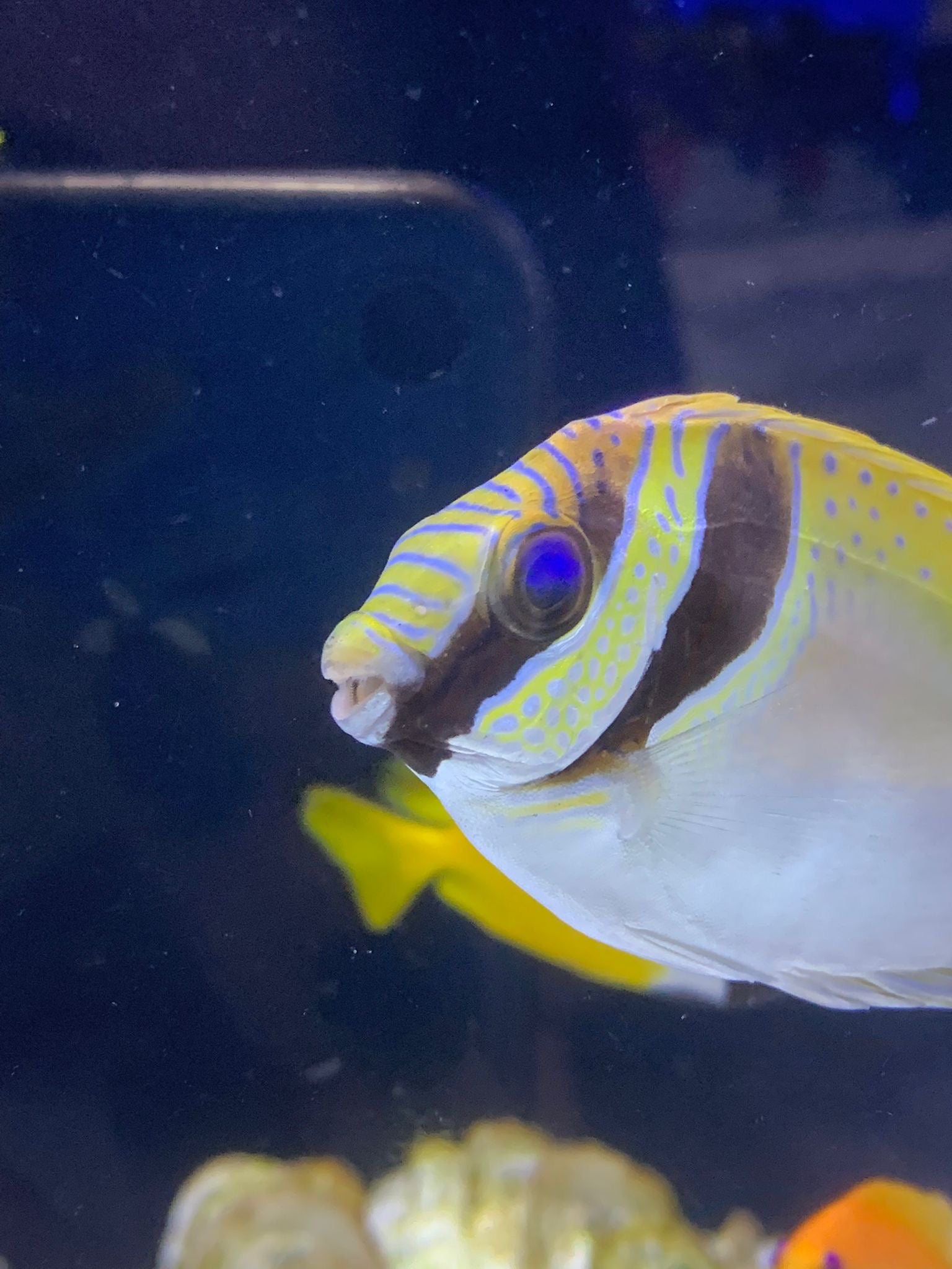 Scribed Rabbitfish Scribbled Rabbitfish – Barrier Reef Aquariums
