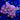 WYSIWYG - Eagle Eye "Type" Zoa