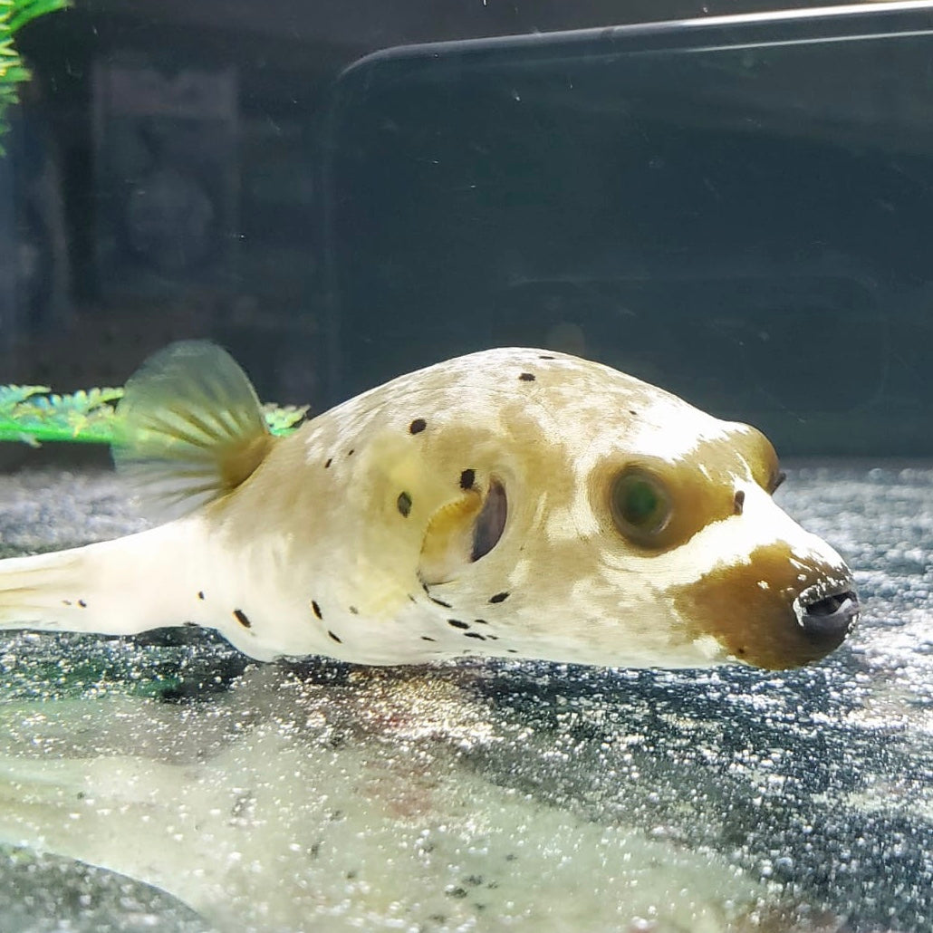 Dog Face Fish