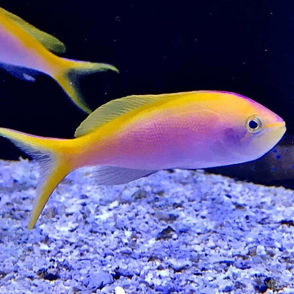 Anthyus Fish Anthias Fish – Barrier Reef Aquariums