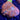 Red St. Thomas Mushroom