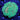 WYSIWYG - Green Cup Turbinaria