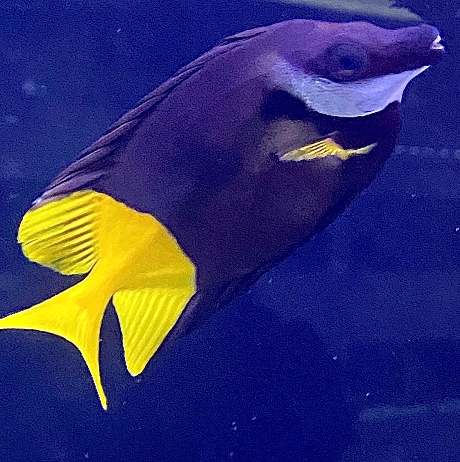 Foxface Reef Bicolor Foxface – Barrier Reef Aquariums