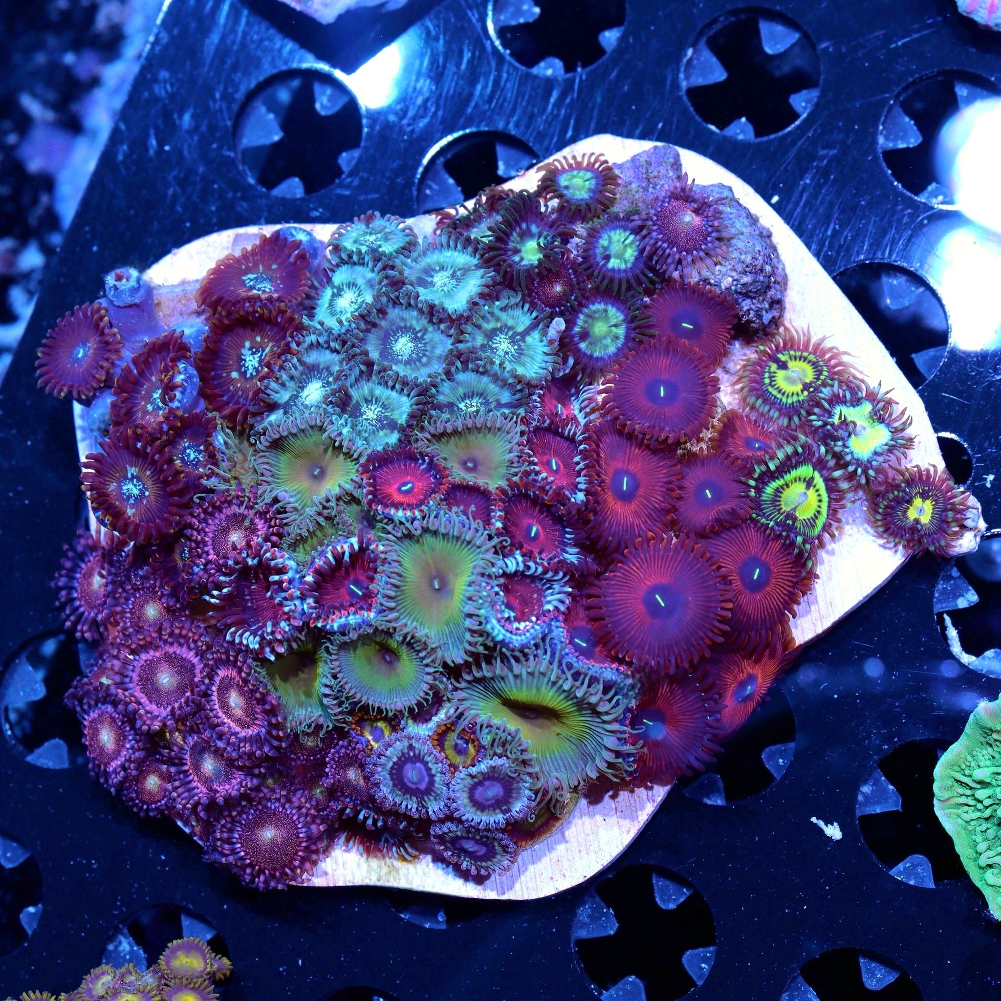 Zoanthid Garden 8+ Types – Barrier Reef Aquariums