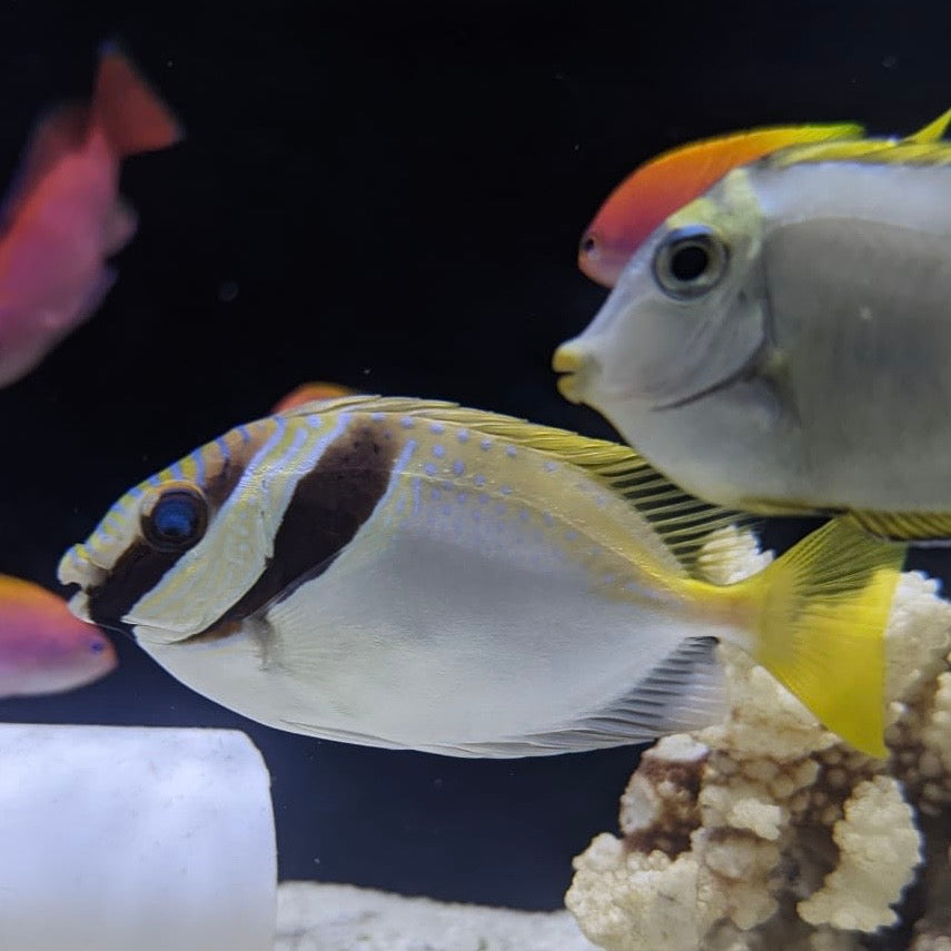 Scribed Rabbitfish Scribbled Rabbitfish – Barrier Reef Aquariums