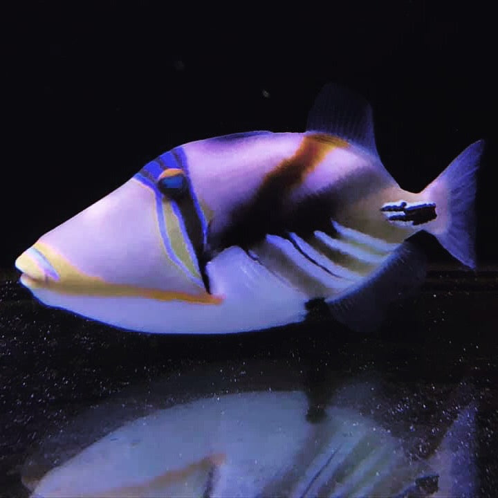 Humu Picasso Trigger Sm/Md – Barrier Reef Aquariums