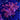 WYSIWYG - Pink Goniopora #1
