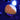WYSIWYG - ECC Citrus Orange Short Polyp Goni