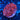 WYSIWYG - ORA Red Goniopora