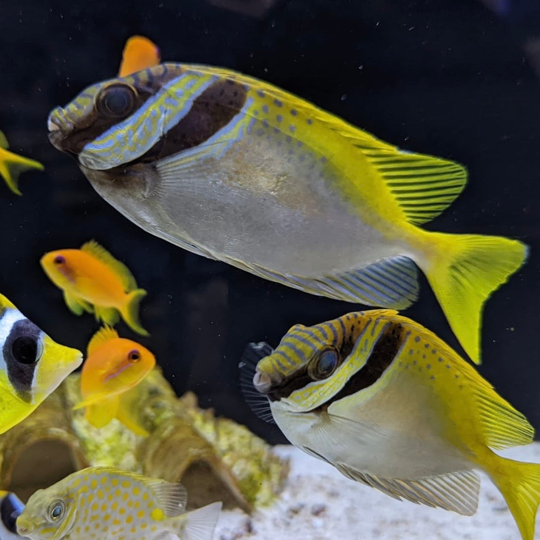 Scribbled Rabbitfish – Barrier Reef Aquariums
