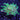 Metallic Branching Frogspawn | Single Head