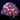 ECC Antimatter Zoanthid