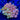 WYSIWYG - 5pc Zoa Combo