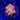 WYSIWYG - Ring of Fire Goniopora