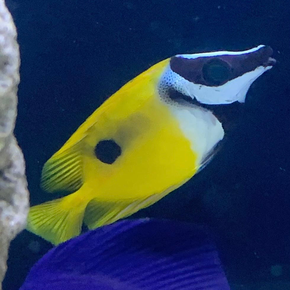 Lo Fish Foxface Lo β Barrier Reef Aquariums