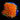 ECC Burning Sunset Goniopora