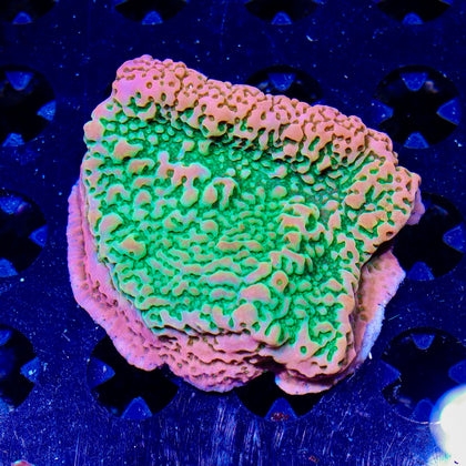 BRA Peach Pucker Montipora