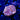 WYSIWYG - Red Ring Rhodactis | Double