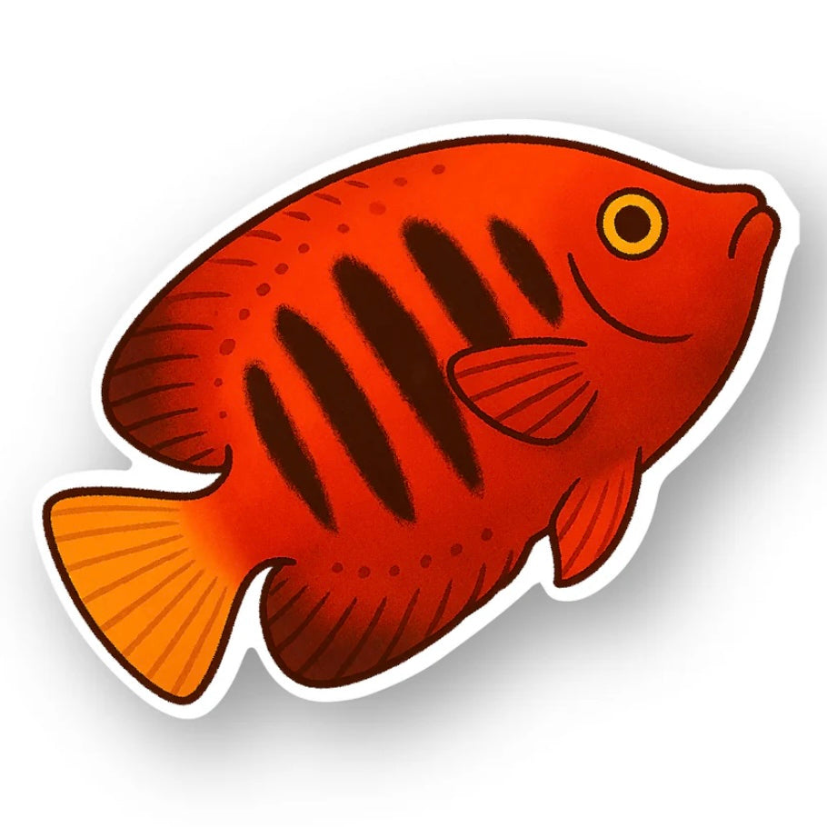 Flame Angelfish Sticker – Barrier Reef Aquariums