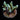 ORA Orchid Berry Acropora
