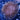 WYSIWYG - Long Polyp Toadstool
